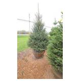 Black Hills Spruce
