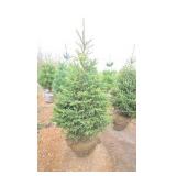 Black Hills Spruce
