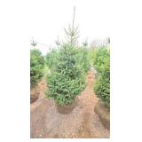 Black Hills Spruce