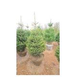 Black Hills Spruce