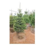 Black Hills Spruce
