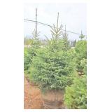 Black Hills Spruce