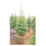 Black Hills Spruce
