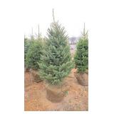 Black Hills Spruce