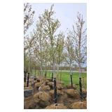 Autumn Blaze Maple