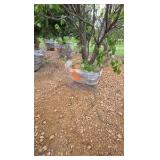Japanese Lilac - Clump Style