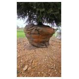 Black Hills Spruce