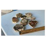 Petrified Wood Agate Slab Specimen 3-4 Inches (Lot of 8)