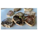 Petrified Wood Agate Slab Specimen 3-4 Inches (Lot of 8)