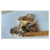 Petrified Wood Agate Slab Specimen 3-4 Inches (Lot of 8)