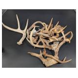 Antler Shed Collection - Mixed Size Deer Antlers for Craft or Decor