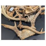 Antler Shed Collection - Mixed Size Deer Antlers for Craft or Decor