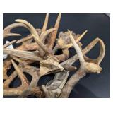 Antler Shed Collection - Mixed Size Deer Antlers for Craft or Decor