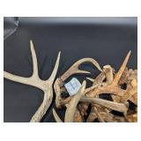 Antler Shed Collection - Mixed Size Deer Antlers for Craft or Decor