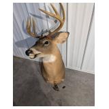 Whitetail Buck Taxidermy Deer Head with Large Multi-Tine Antlers