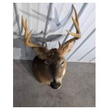Whitetail Buck Taxidermy Deer Head with Large Multi-Tine Antlers