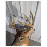 Whitetail Buck Taxidermy Deer Head with Large Multi-Tine Antlers