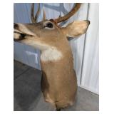 Whitetail Buck Taxidermy Deer Head with Large Multi-Tine Antlers