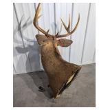 Whitetail Buck Taxidermy Deer Head with Large Multi-Tine Antlers