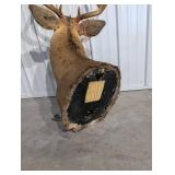 Whitetail Buck Taxidermy Deer Head with Large Multi-Tine Antlers