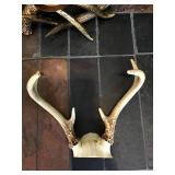 Woodsman's Antler Décor
