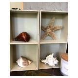 Seashell Serenity