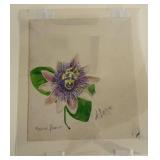 Julio de Diego - Passion Flower (Graphite, Ink & Watercolor on Paper) c. 1970