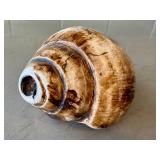 O - Conch Shell - Natural Seashell, 7in L x 3.75in W, Coastal Display Piece
