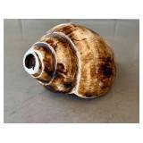 O - Conch Shell - Natural Seashell, 7in L x 3.75in W, Coastal Display Piece