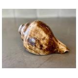 O - Conch Shell - Natural Seashell, 7in L x 3.75in W, Coastal Display Piece