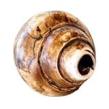 O - Conch Shell - Natural Seashell, 7in L x 3.75in W, Coastal Display Piece