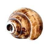 O - Conch Shell - Natural Seashell, 7in L x 3.75in W, Coastal Display Piece