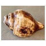 O - Conch Shell - Natural Seashell, 7in L x 3.75in W, Coastal Display Piece