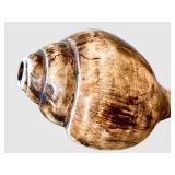 O - Conch Shell - Natural Seashell, 7in L x 3.75in W, Coastal Display Piece