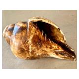O - Conch Shell - Natural Seashell, 7in L x 3.75in W, Coastal Display Piece