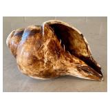 O - Conch Shell - Natural Seashell, 7in L x 3.75in W, Coastal Display Piece