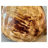O - Conch Shell - Natural Seashell, 7in L x 3.75in W, Coastal Display Piece