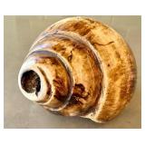 O - Conch Shell - Natural Seashell, 7in L x 3.75in W, Coastal Display Piece