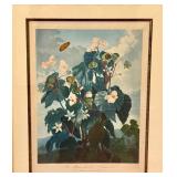 The Temple of Flora Engraving - Oblique Leaved Begonia,  Framed