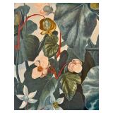 The Temple of Flora Engraving - Oblique Leaved Begonia,  Framed