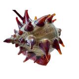 CD - Timothy Lindeman Hand-Blown Glass Snail Sculpture