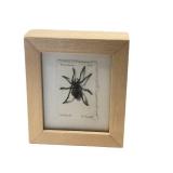KP - Katie Musloff Lady Spider - River Journal (2014) Original Art