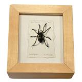 KP - Katie Musloff Lady Spider - River Journal (2014) Original Art