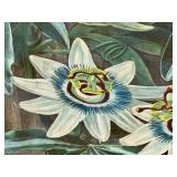 LR - The Blue Passion Flower - Framed Botanical Print, London 1800 / Robert John Thorton The Temple of Flora