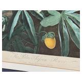 LR - The Blue Passion Flower - Framed Botanical Print, London 1800 / Robert John Thorton The Temple of Flora