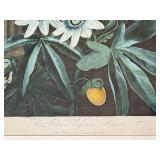 LR - The Blue Passion Flower - Framed Botanical Print, London 1800 / Robert John Thorton The Temple of Flora