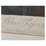 LR - The Blue Passion Flower - Framed Botanical Print, London 1800 / Robert John Thorton The Temple of Flora