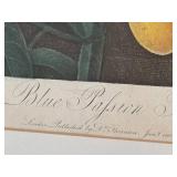 LR - The Blue Passion Flower - Framed Botanical Print, London 1800 / Robert John Thorton The Temple of Flora