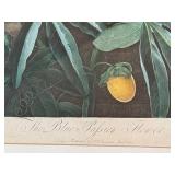 LR - The Blue Passion Flower - Framed Botanical Print, London 1800 / Robert John Thorton The Temple of Flora