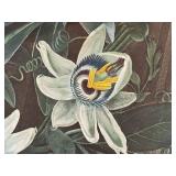 LR - The Blue Passion Flower - Framed Botanical Print, London 1800 / Robert John Thorton The Temple of Flora